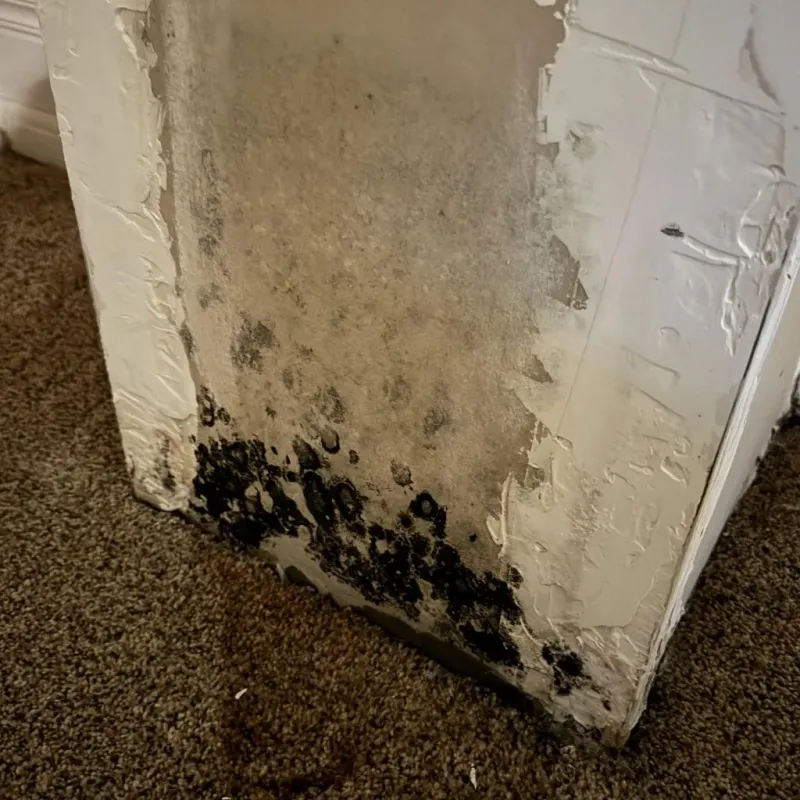 Professional Mold Removal in Boonville, CA